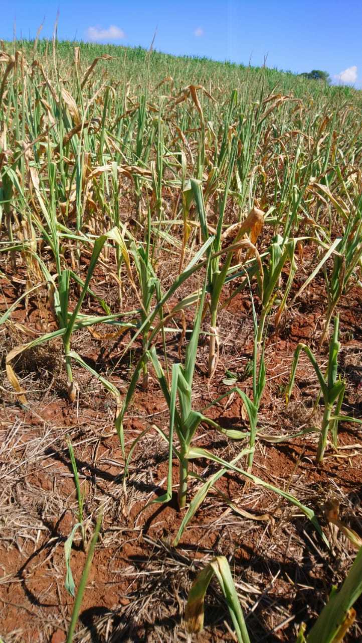 Situação de emergência em Aratiba por causa da seca