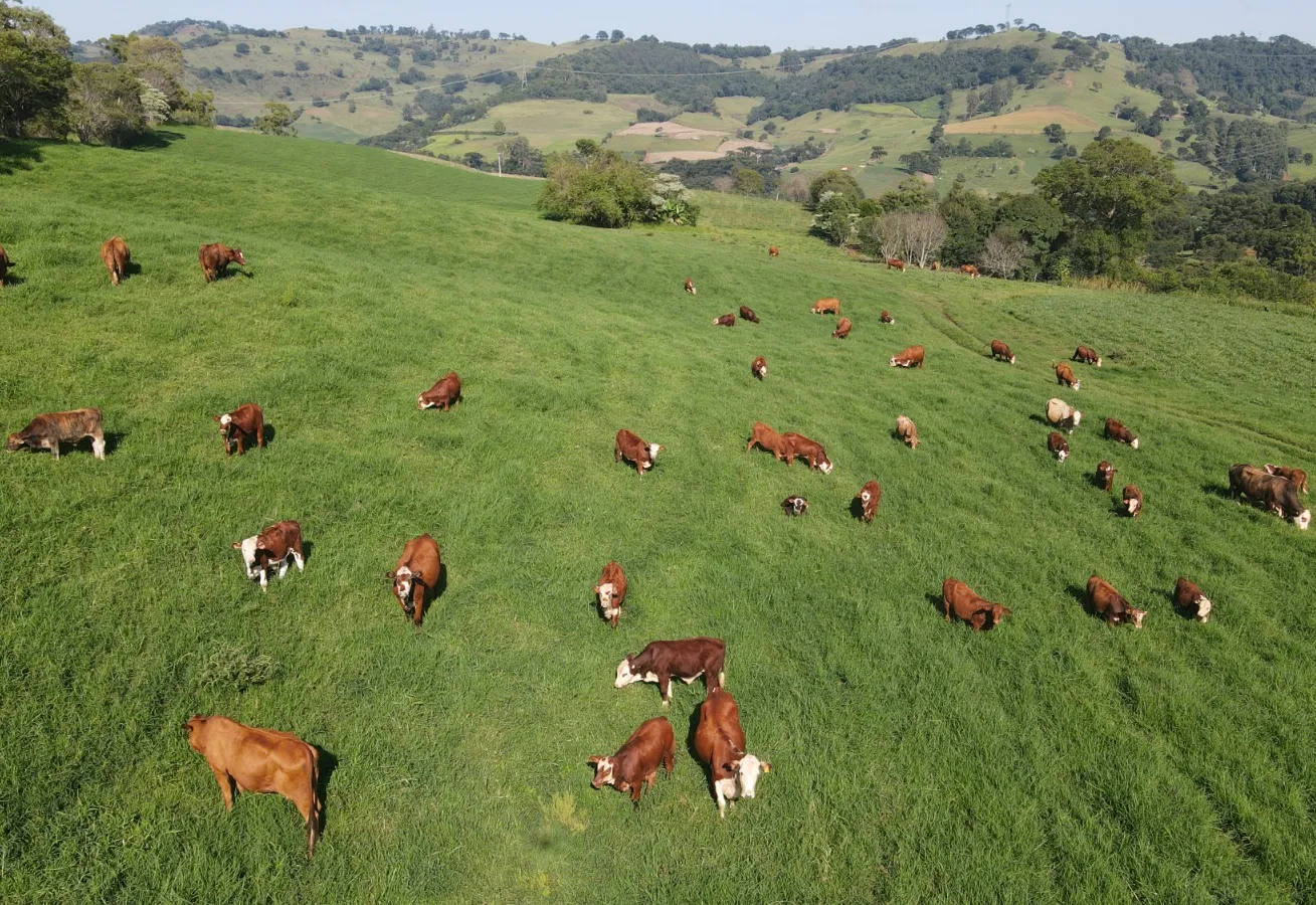 Aratiba promove melhoria genética nos rebanhos de leite e corte com programa de inseminação artificial